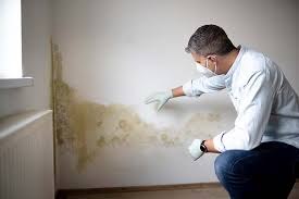 Why You Should Choose Our Mold Remediation Services in Woodbury, MN